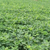 Red Peanut & Groundnut Seeds