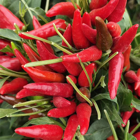 Red Pepper & Hot Chilli Seeds