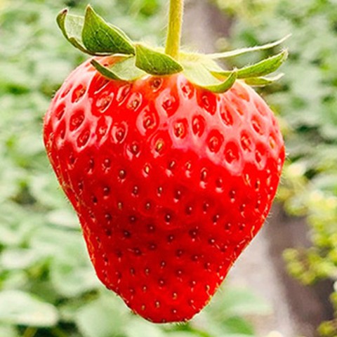 Fragaria Ananassa & Red Strawberry Seeds