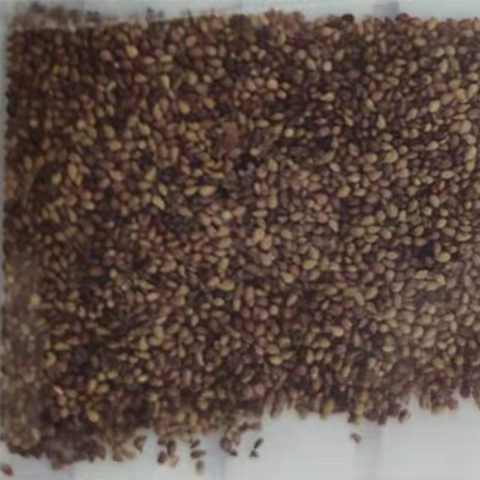 Fragaria Ananassa & Red Strawberry Seeds