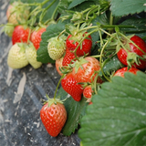 Fragaria Ananassa & Red Strawberry Seeds