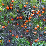 Red-tangerine-Seeds