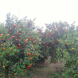 Red-tangerine-Seeds