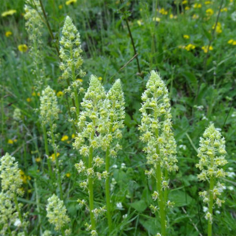 Reseda-Odorata-Mignonette-Seeds