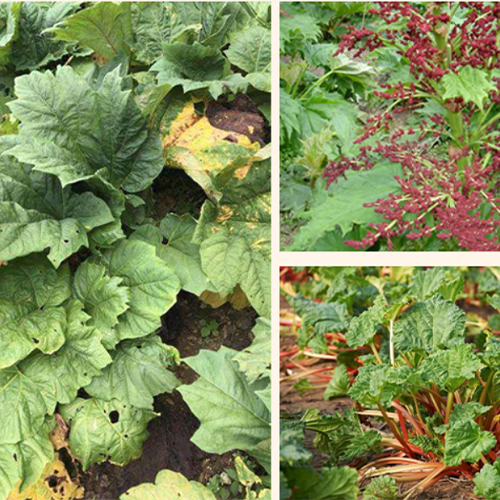 rhubarb plant seeds Rheum Palmatum & Rhubarb Seeds – HeYou Seeds