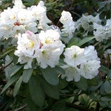 Rhododendron decorum & Rhododendron lapponicum Seeds