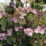 Rhododendron-fortunei-Rhododendron-lapponicum-Seeds