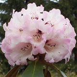 Rhododendron rex & Rhododendron lapponicum Seeds
