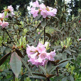 Rhododendron rubiginosum & Rhododendron lapponicum Seeds