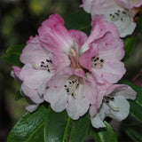 Rhododendron strigillosum & Rhododendron lapponicum Seeds