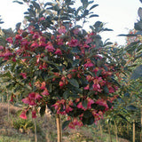 Rhodoleia-championii-Hong-Kong-rose-Seeds