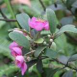 Rhodomyrtus-tomentosa-Rose-myrtle-Seeds