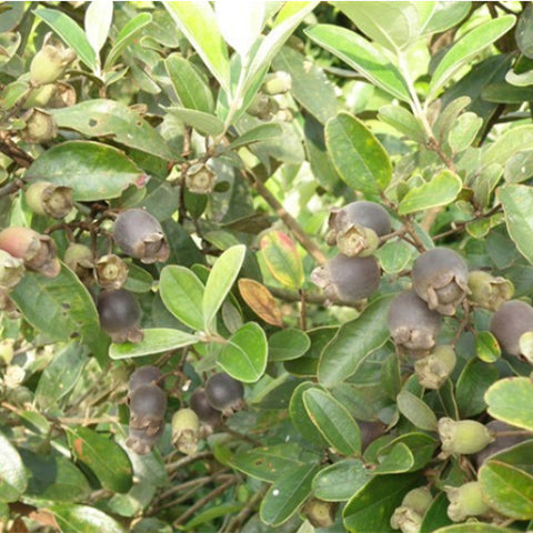 Rhodomyrtus-tomentosa-Rose-myrtle-Seeds