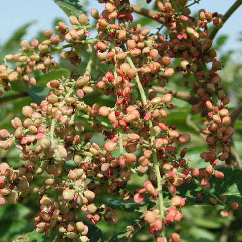 Rhus chinensis & Chinese sumac Seeds