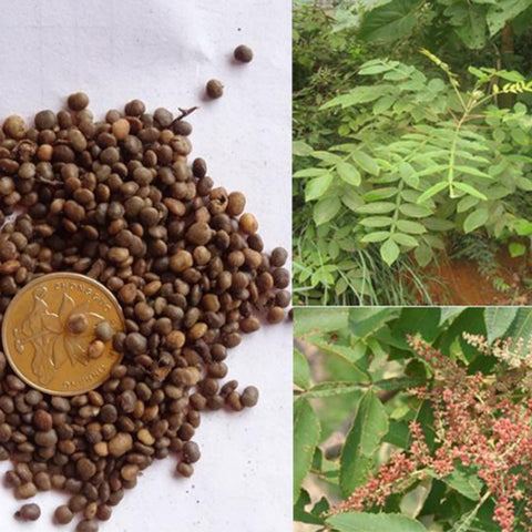 Rhus chinensis & Chinese sumac Seeds