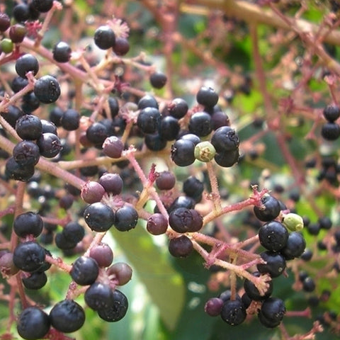 Rhus-punjabensis-Redpunjab-sumac-root-Seeds