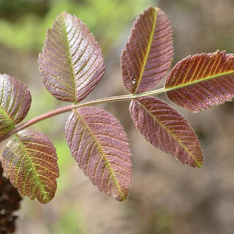 Rhus-punjabensis-Redpunjab-sumac-root-Seeds