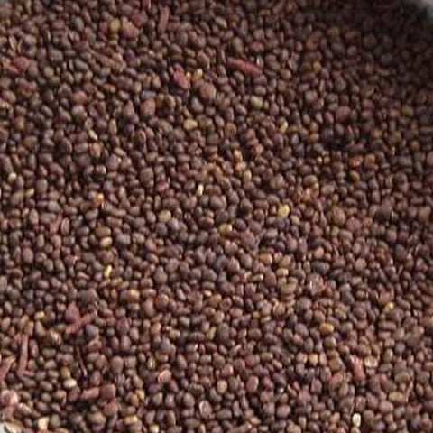 Rhus typhina & Staghorn sumac Seeds