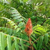 Rhus typhina & Staghorn sumac Seeds