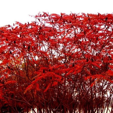 Rhus typhina & Staghorn sumac Seeds