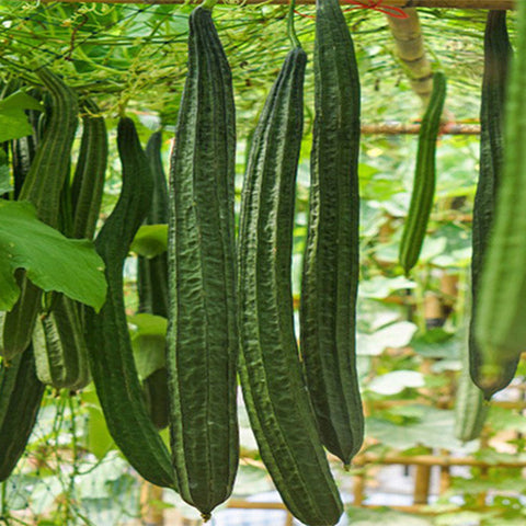 Ribbed-Luffa-Seeds
