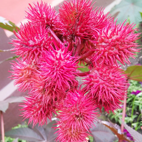 Ricinus Communis Seeds