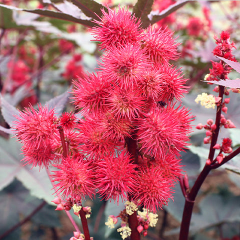 Ricinus Communis Seeds