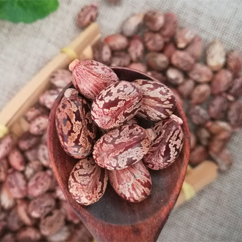 Ricinus-communis-Red-Ricini-Seeds