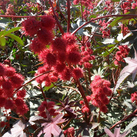 Ricinus-communis-Red-Ricini-Seeds