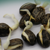 Ricinus communis seeds