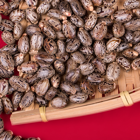 Ricinus communis seeds