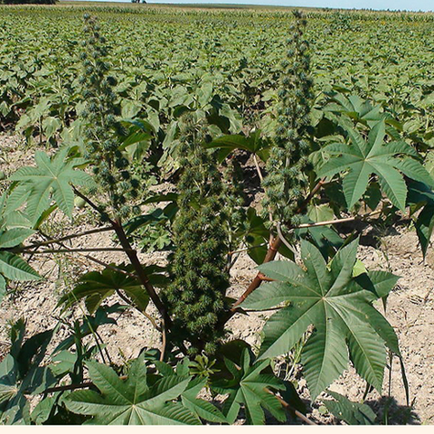 Ricinus communis seeds