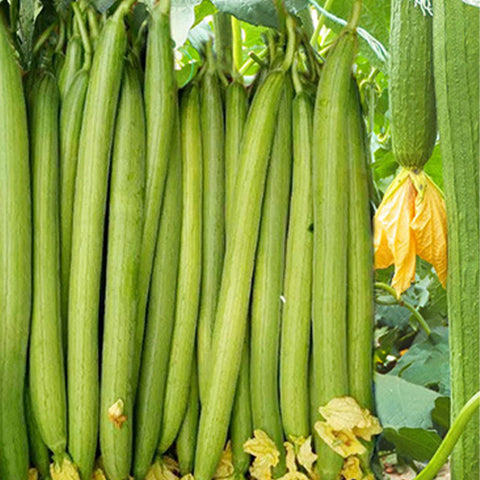 Ridgeless-Luffa-Seeds