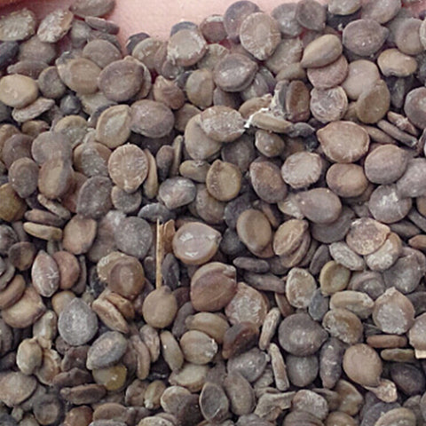 Robinia-hispida-Bristly-locust-Seeds