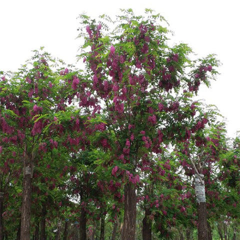 Robinia-hispida-Bristly-locust-Seeds