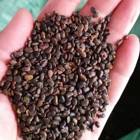 Robinia pseudoacacia & Black locust Seeds