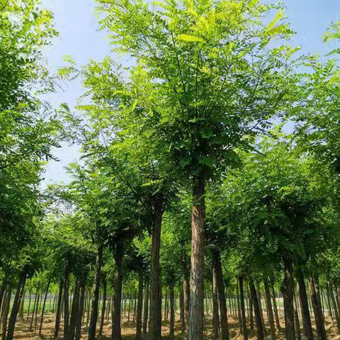 Robinia pseudoacacia & Black locust Seeds