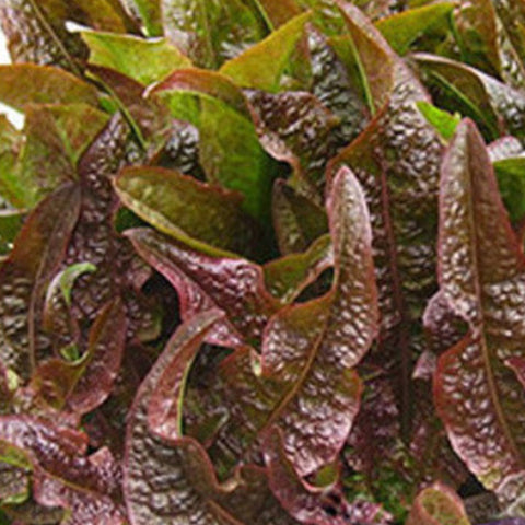 Romaine & Lactuca Sativa Seeds