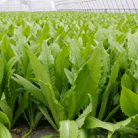 Romaine & Lactuca Sativa Seeds