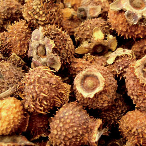 Rosa-roxburghii-Prickly-pear-Seeds