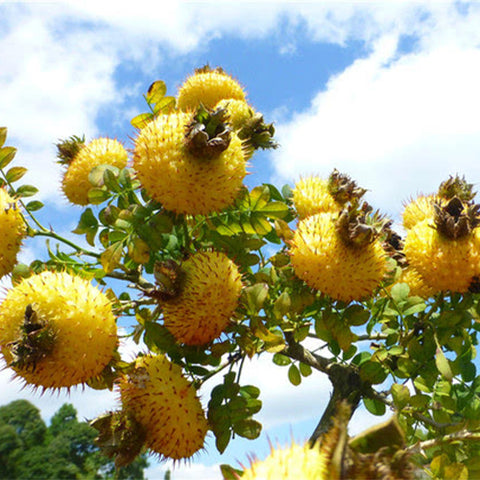 Rosa-roxburghii-Prickly-pear-Seeds