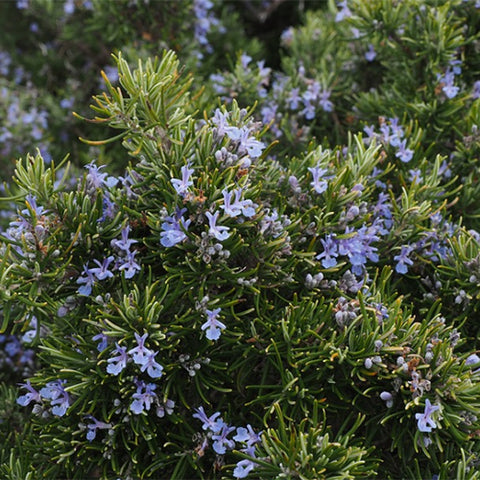 Rosmarinus-Officinalis-Rosemary-Seeds