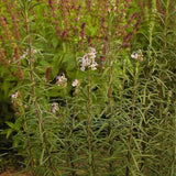 Rosmarinus-Officinalis-Rosemary-Seeds