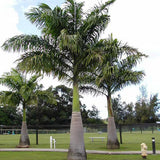 Roystonea Regia & Cuban Royal Palm Seeds