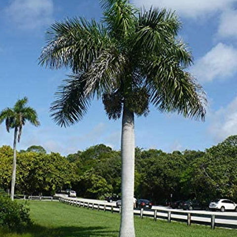 Roystonea Regia & Cuban Royal Palm Seeds