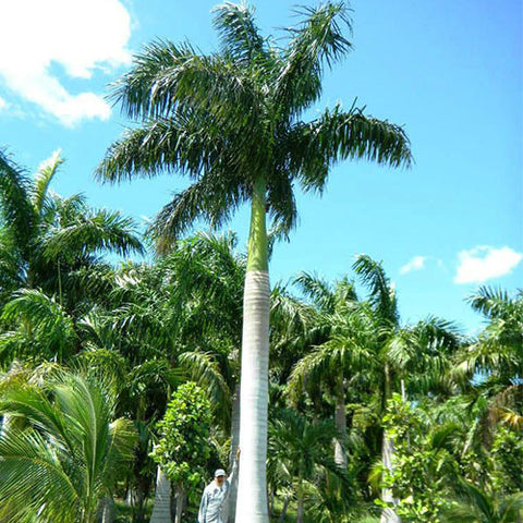 Roystonea Regia & Cuban Royal Palm Seeds