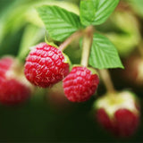 Rubus-idaeus-Red-raspberry-Seeds