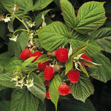 Rubus-idaeus-Red-raspberry-Seeds