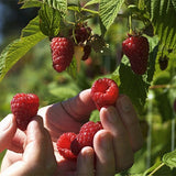 Rubus-idaeus-Red-raspberry-Seeds