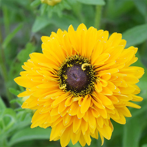 Rudbeckia-Hirta-Black-Eyed-Susan-Seeds